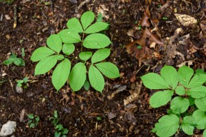 20160505-_DSC0130 copy