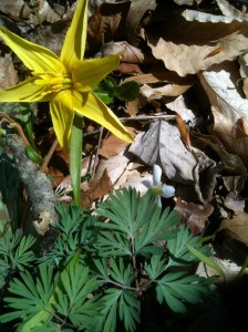 trout lily with Dentaria foliage