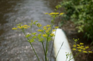 20150610-20150610-_dsc0115