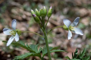 20150401-20150401-_dsc0075