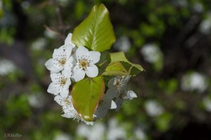 20150416-20150416-_dsc0290