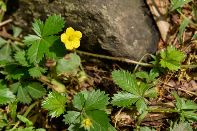 Cinquefoils and False Strawberry | Elizabeth's Wildflower Blog